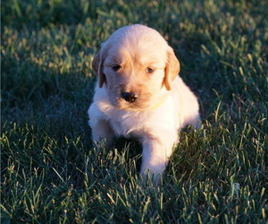 Golden Retriever Puppy for sale in CONGERVILLE, IL, USA