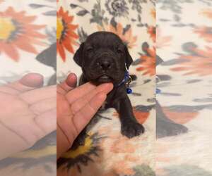 Boxer-Unknown Mix Dogs for adoption in Holly Springs, NC, USA