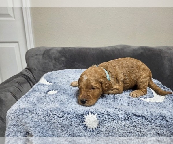 Medium Photo #30 Goldendoodle Puppy For Sale in COLLINSVILLE, IL, USA