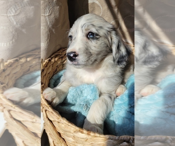 Medium Photo #8 Aussiedoodle Puppy For Sale in DOWELLTOWN, TN, USA