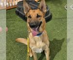 REX - Male Mutt Dog for Adoption - Small photo