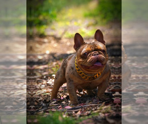 Father of the French Bulldog puppies born on 12/06/2025