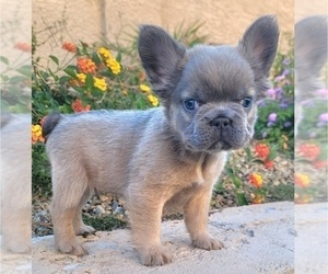 French Bulldog Puppy for Sale in LAS VEGAS, Nevada USA