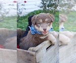 Small Photo #2 Golden Retriever Puppy For Sale in ROCKY MOUNT, VA, USA