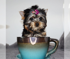Yorkshire Terrier Puppy for sale in LOS ANGELES, CA, USA
