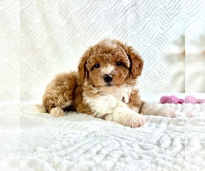 Cock-A-Poo Puppy for sale in GREENFIELD, IN, USA