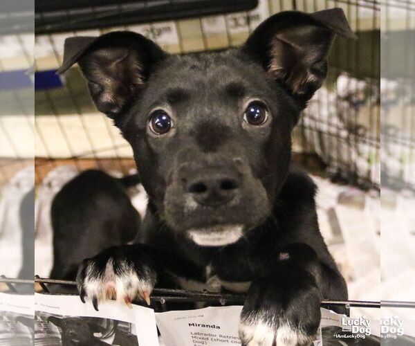 Medium Photo #6 Labrador Retriever-Unknown Mix Puppy For Sale in Washington, DC, USA