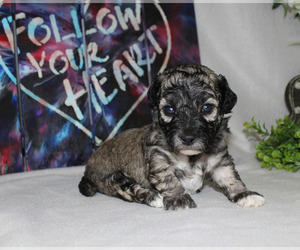 Poodle (Toy) Puppy for sale in CHANUTE, KS, USA
