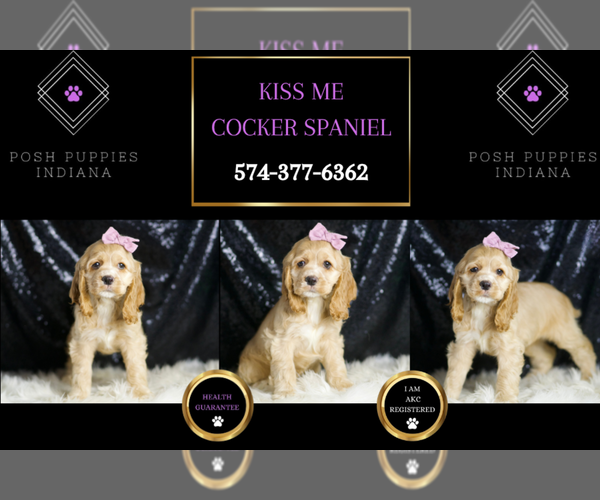 Medium Photo #2 Cocker Spaniel Puppy For Sale in WARSAW, IN, USA