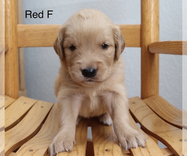 Medium Photo #4 Golden Retriever Puppy For Sale in GREENEVILLE, TN, USA