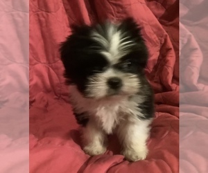 Shih Tzu Puppy for sale in AMERICUS, GA, USA