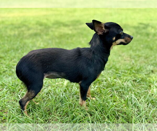 Medium Photo #2 Miniature Pinscher-Unknown Mix Puppy For Sale in PIPE CREEK, TX, USA