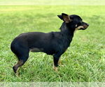 Small #1 Miniature Pinscher Mix