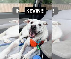 Labrador Retriever-Unknown Mix Dogs for adoption in Plymouth, MN, USA