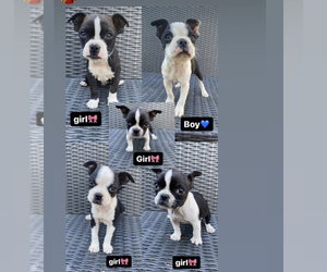 Boston Huahua Puppy for sale in SAN BERNARDINO, CA, USA