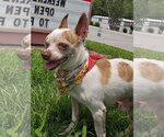Small #1 Chihuahua Mix