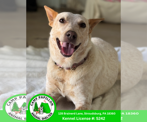 Red Heeler-Unknown Mix Dogs for adoption in Stroudsburg, PA, USA