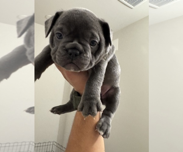 Medium Photo #5 French Bulldog Puppy For Sale in ROCKVILLE, MD, USA