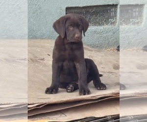 Labrador Retriever Puppy for sale in WEST COVINA, CA, USA