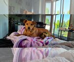 Small Photo #6 Carolina Dog-Labrador Retriever Mix Puppy For Sale in Des Moines, IA, USA