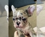Small Photo #1 French Bulldog Puppy For Sale in MANHATTAN, KS, USA