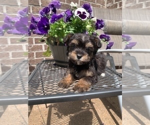 YorkiePoo Puppy for sale in NOBLESVILLE, IN, USA