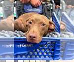 Small Photo #13 Mutt Puppy For Sale in Wenonah, NJ, USA