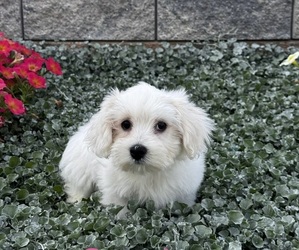 Coton de Tulear Puppy for sale in CANOGA, NY, USA