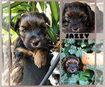 Small Photo #22 YorkiePoo Puppy For Sale in SEYMOUR, IN, USA