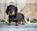 Small #1 Dachshund