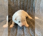 Small Photo #4 Samoyed Puppy For Sale in WASILLA, AK, USA
