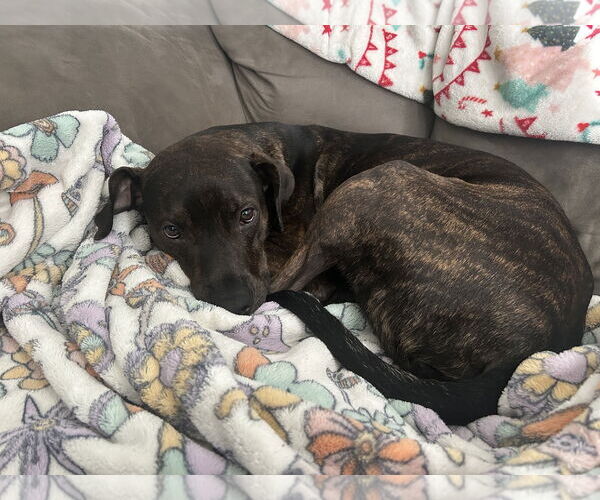 Medium Photo #2 Boxador Puppy For Sale in Chandler, AZ, USA