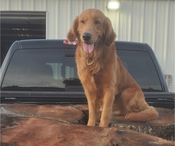 Medium Photo #1 Golden Retriever Puppy For Sale in JACKSONVILLE, FL, USA