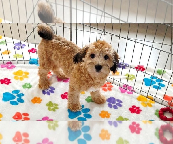 Medium Photo #8 Havapoo Puppy For Sale in ORO VALLEY, AZ, USA