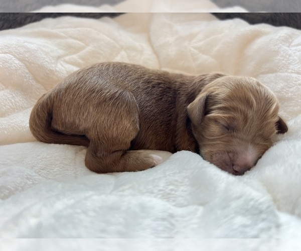 Medium Photo #3 Goldendoodle (Miniature) Puppy For Sale in MANTECA, CA, USA