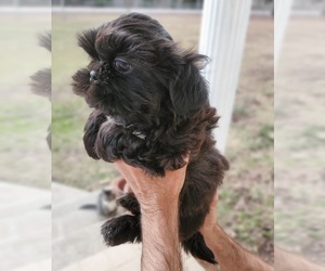 Shih Tzu Puppy for sale in GRIFFIN, GA, USA