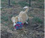 Small Photo #2 Border Collie Puppy For Sale in WARDEN, WA, USA