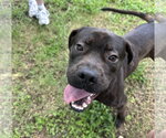 Small #3 Labrador Retriever Mix