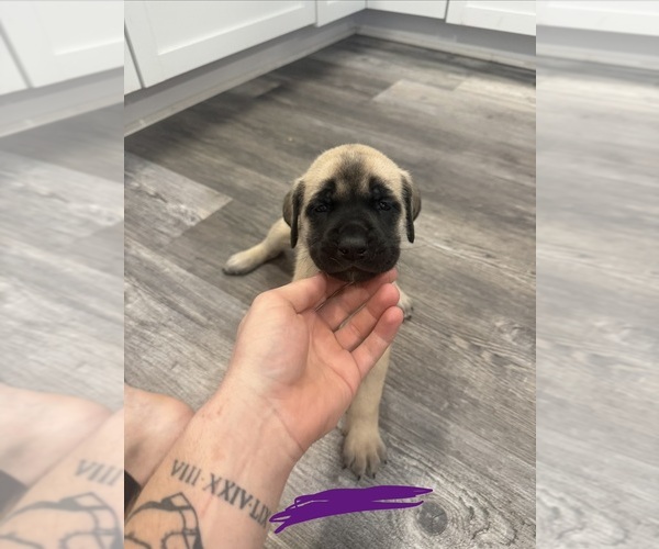 Medium Photo #12 Mastiff Puppy For Sale in CHESTERTON, IN, USA