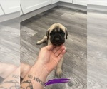 Small #11 Mastiff