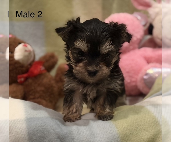 Medium Photo #3 Morkie Puppy For Sale in GUTHRIE, KY, USA