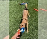 Small #1 Mutt