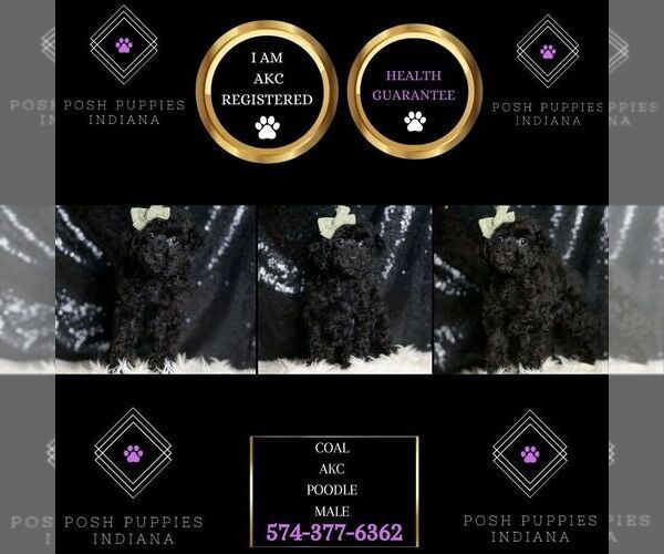 Medium Photo #7 Poodle (Miniature) Puppy For Sale in WARSAW, IN, USA