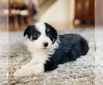 Small Photo #11 Miniature Australian Shepherd Puppy For Sale in BLACK FOREST, CO, USA