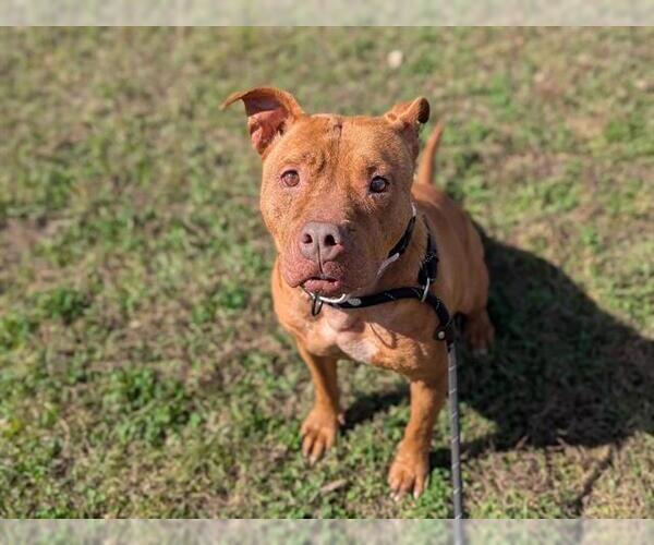 Medium Photo #2 American Pit Bull Terrier Puppy For Sale in Ocala, FL, USA