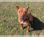 Small #1 American Pit Bull Terrier