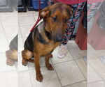 Small #3 Doberman Pinscher-German Shepherd Dog Mix
