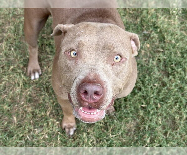 Medium Photo #1 Mutt Puppy For Sale in Tulsa, OK, USA
