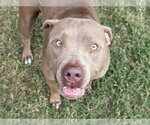 ASHA - Female Mutt Dog for Adoption - Small photo
