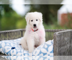 Small #3 Great Pyrenees